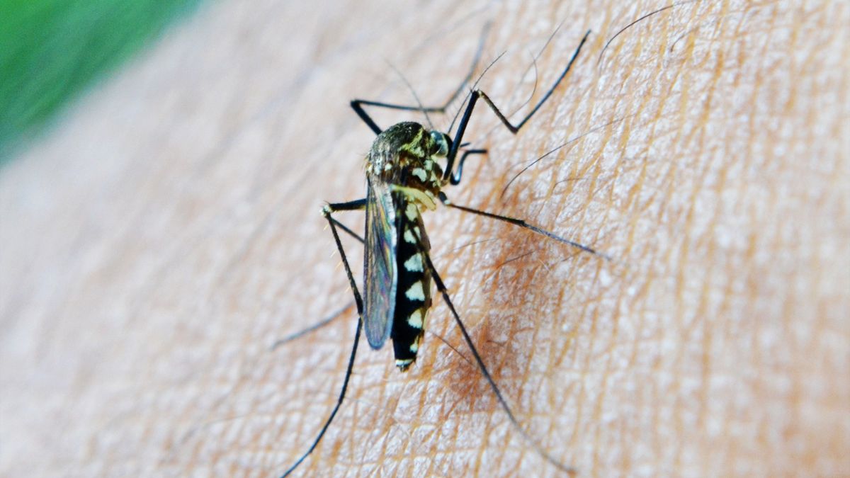 Mosquito Bite Vs Bed Bugs