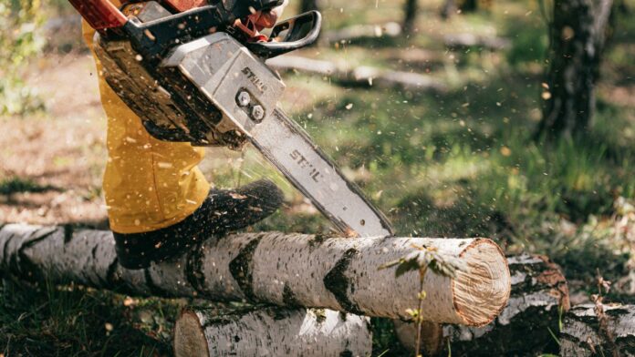 Cutting Down Tree Chainsaw