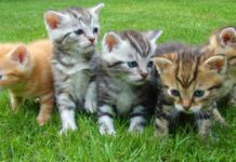 Cats For Sale Maine Coon