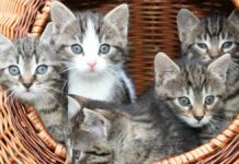 For Sale Maine Coon Cats